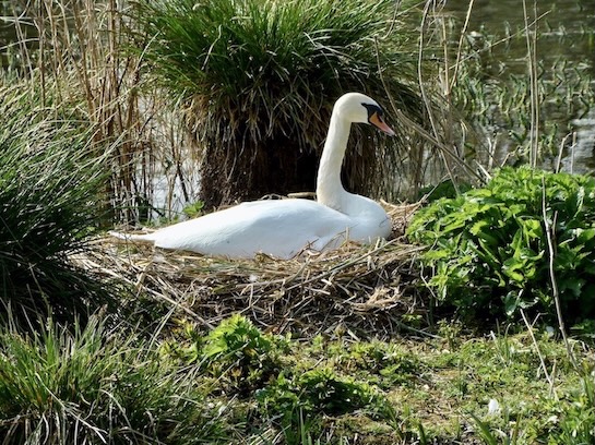 mute swan